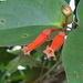 Macleania rotundifolia - Photo (c) David Torres, algunos derechos reservados (CC BY-NC), subido por David Torres