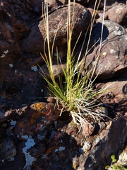 Danthonia intermedia