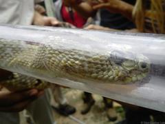 Crotalus tzabcan