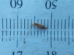 Danthonia intermedia