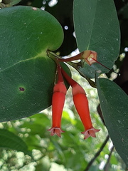 Macleania rotundifolia