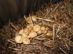 Agrocybe molesta