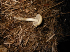 Agrocybe molesta