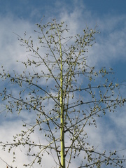 Furcraea