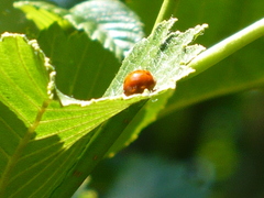 Hippodamia convergens