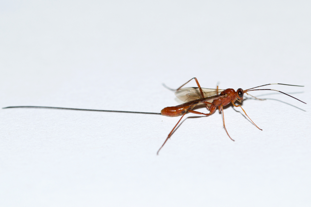 Mesostenus longicaudis