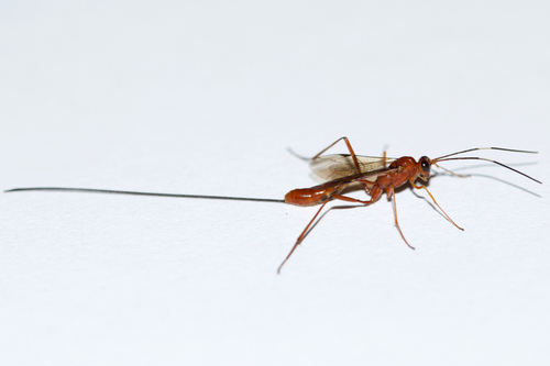 Mesostenus longicaudis