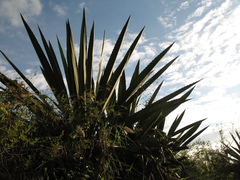 Furcraea