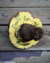 Butyriboletus primiregius
