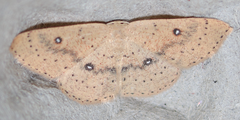 Cyclophora dataria