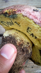 Butyriboletus primiregius