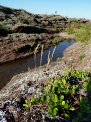 Festuca saximontana