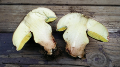 Butyriboletus primiregius