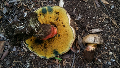 Caloboletus rubripes