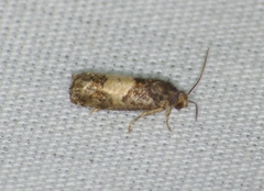 Epiblema glenni