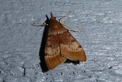 Uresiphita maorialis