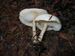 Melanoleuca verrucipes