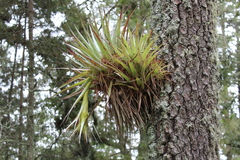 Tillandsia violacea