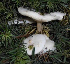 Melanoleuca verrucipes