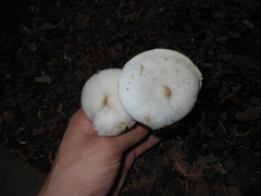 Melanoleuca verrucipes