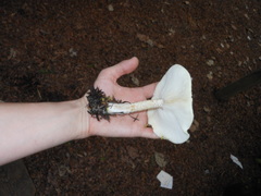 Melanoleuca verrucipes