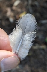 Patagioenas fasciata