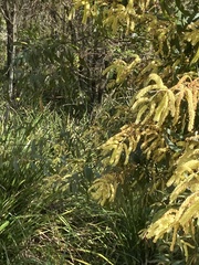 Juliflorae