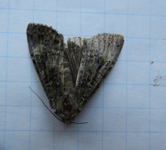 Anaplectoides prasina