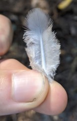 Patagioenas fasciata