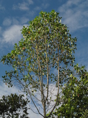 Posoqueria