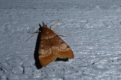 Uresiphita maorialis