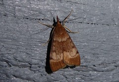 Uresiphita maorialis