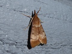 Uresiphita maorialis