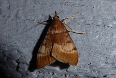 Uresiphita maorialis