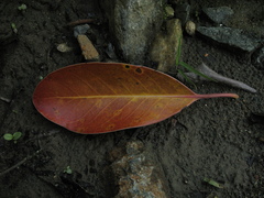 Posoqueria