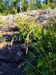 Graphephorum melicoides