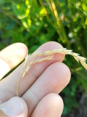 Graphephorum melicoides