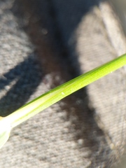 Graphephorum melicoides