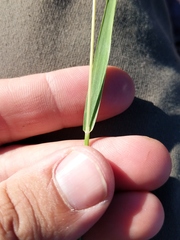 Graphephorum melicoides