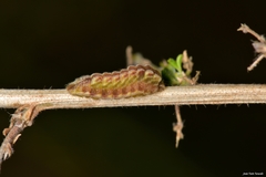 Leptotes pirithous
