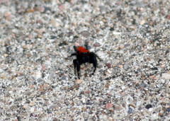 Phidippus apacheanus
