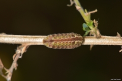 Leptotes pirithous