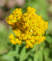 Solidago elongata