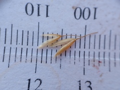 Graphephorum melicoides