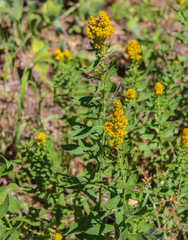 Solidago elongata