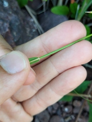 Graphephorum melicoides