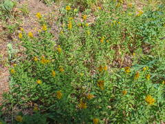 Solidago elongata