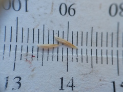 Graphephorum melicoides