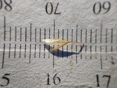 Graphephorum melicoides