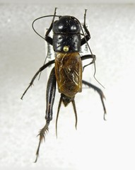 Gryllus firmus